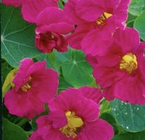 Ab 5.- fr! 5 Samen rare Kapuzinerkresse pink "Cherry Rose"