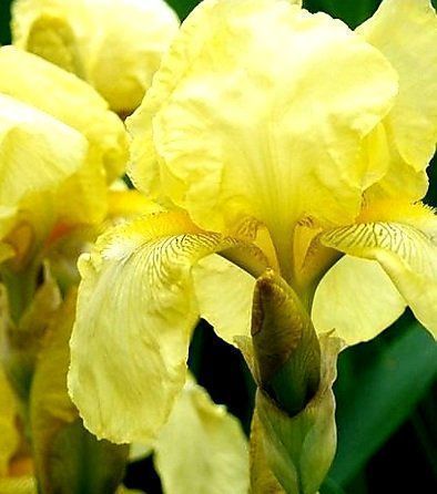 Piante & sementi: Seltener Irisblock "Eis und gelb" Rare bloc bulbe Iris – Nuovo e nell'imballaggio originale da Rovio venduto da POSITIFFARTandPLANTS 1