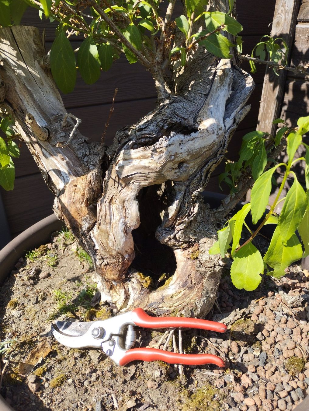 Piante & sementi: Bonsai Rohling Forsythie – Usato da Oberwil BL venduto da suaku 6