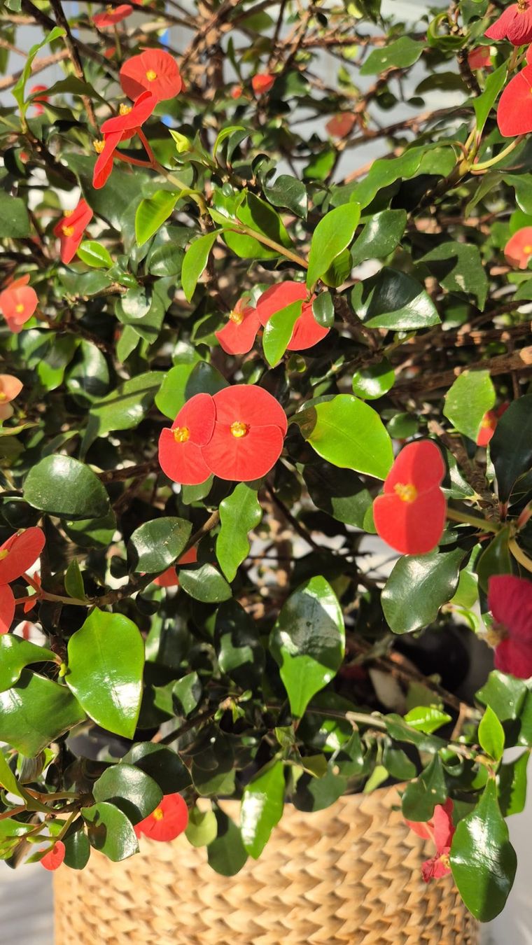 Piante & sementi: Euphorbia geroldii – Nuovo (secondo la descrizione) da Hünenberg venduto da Hans058 1