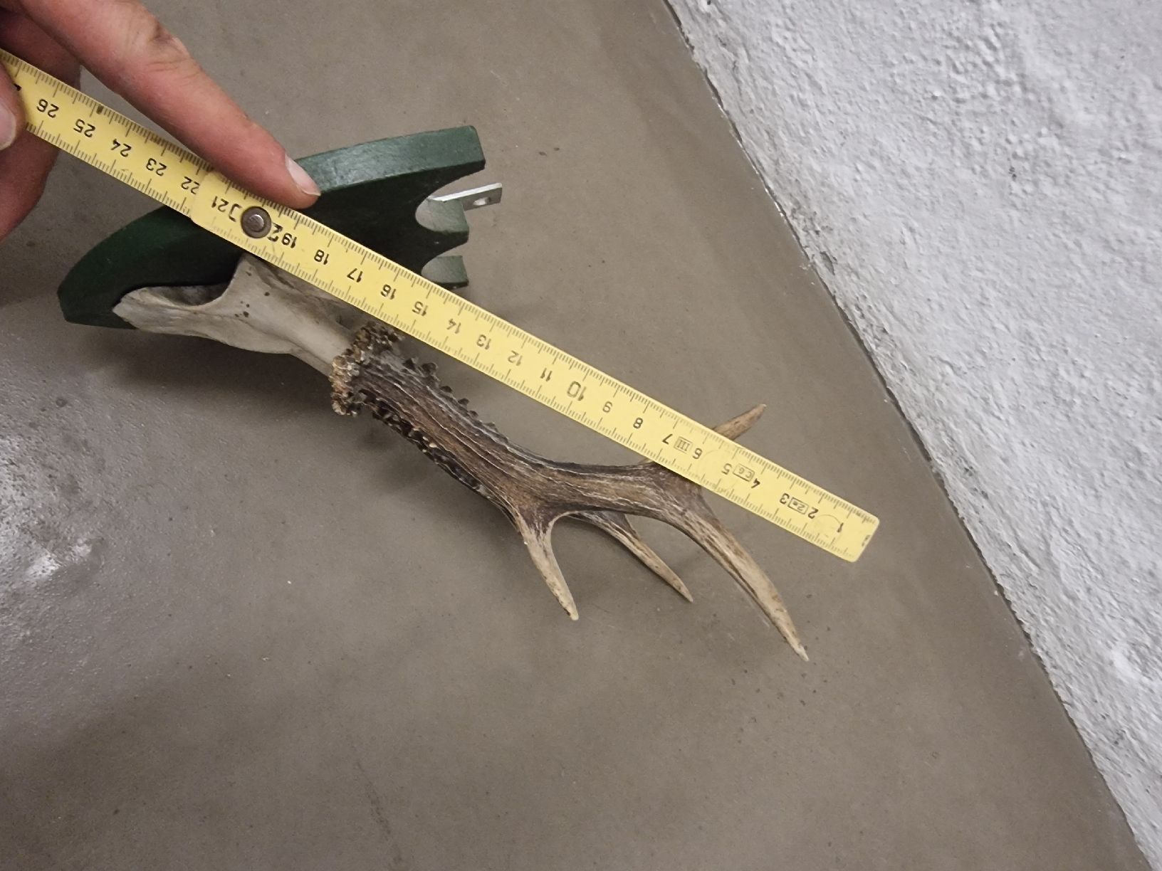 Il mondo degli animali: Hirschgeweih auf Grünem Schild - Jagdtrophäe Deko – Usato da Olten venduto da Mezopotamya 4