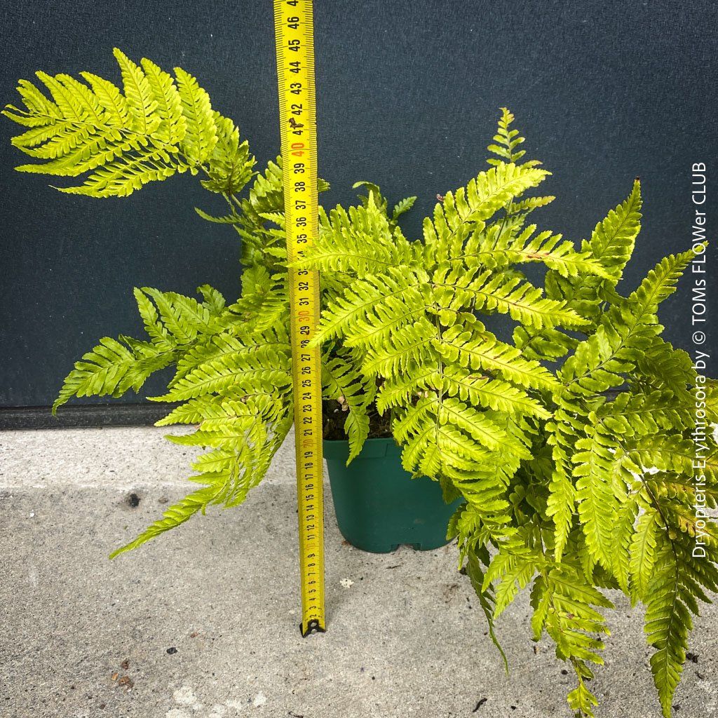 Piante & sementi: DRYOPTERIS ERYTHROSORA – HERBSTFARN – Nuovo e nell'imballaggio originale da Adliswil venduto da TAKEYOURPLANT 1