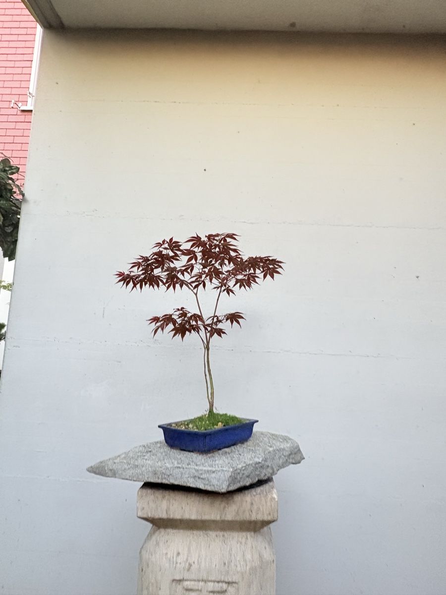 Acer palmatum Bonsai mit rotem Laub & blauer Schale (Gebraucht) in Gossau  SG fr CHF 120  mit Lieferung auf Ricardo kaufen