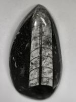 Faszinierender Orthoceras-Kopf, ca. 400 Millionen Jahre alt!