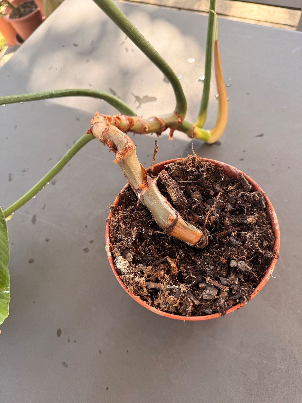 Piante & sementi: Philodendron Gloriosum – Usato da Rafz venduto da jca_98p5 3