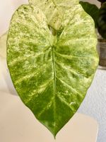 Alocasia Macrorrhiza Splash rhizome 🌱