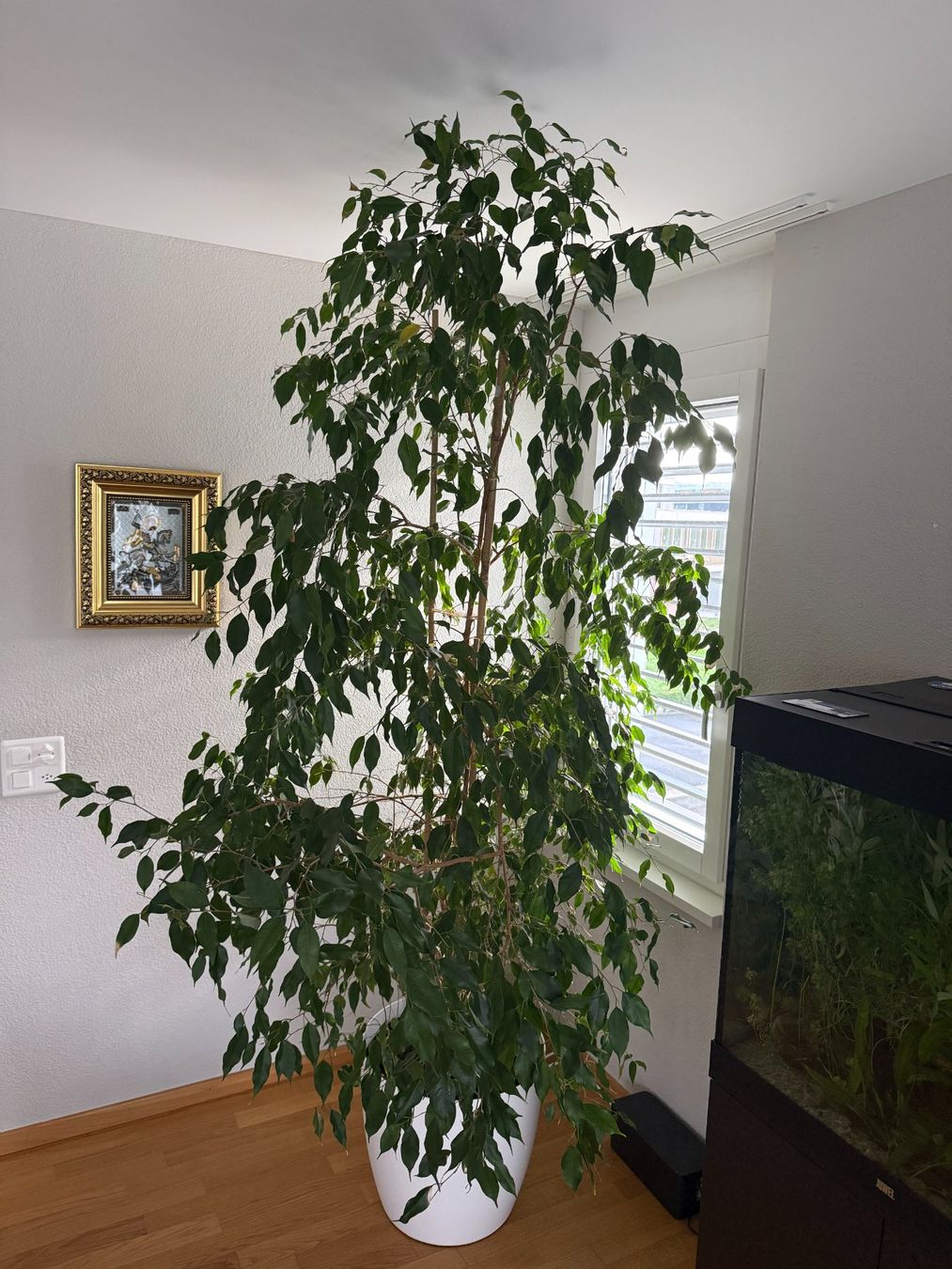 Plantes & graines: Ficus Benjamina im Topf – Neuf avec emballage d'origine à Zug par NDob