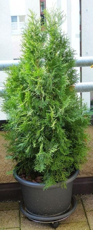 Thuja im Topf, 125 cm hoch Kaufen auf Ricardo