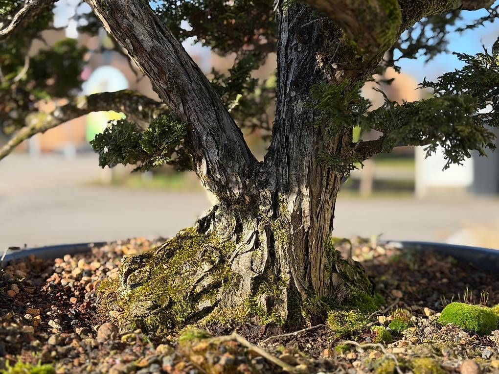 Pflanzen & Samen:  Eindrücklicher Solitärbaum / Rohling / Bonsai – Gebraucht aus Mosen von Philipp2025 3