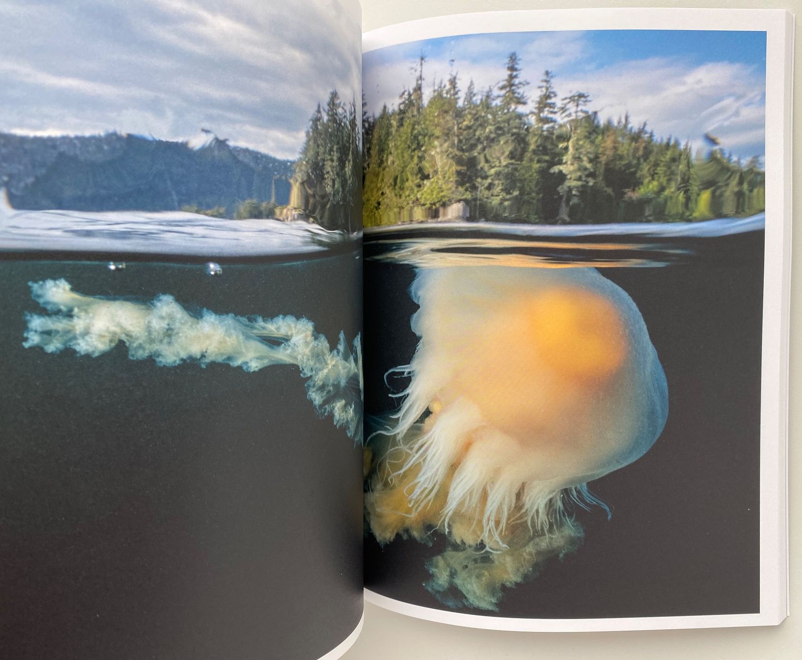 Zeitschriften & Magazine: Magazine Rolex - Initiative Perpetual Planet – Neu und originalverpackt aus Peseux von Gilloss 5