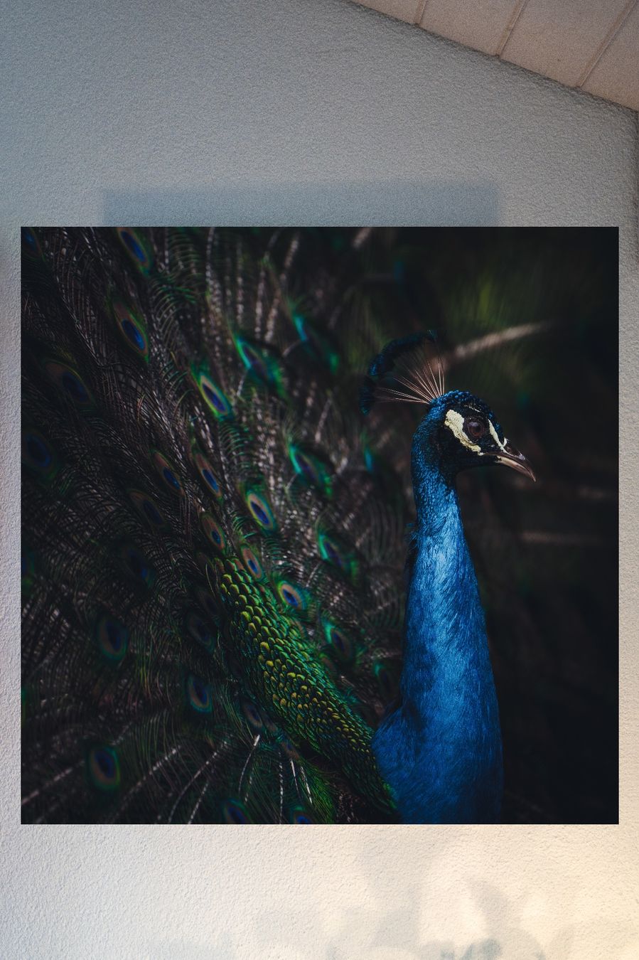 Foto & Immagini: Wandbild 100cm x 100cm, Alu-Dibond – Nuovo e nell'imballaggio originale da Dagmersellen venduto da sim_zqh8