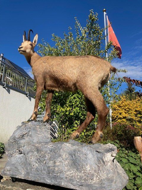 Monde des animaux: Gamsbock – D'occasion à Pfaffnau par Yoka0 1