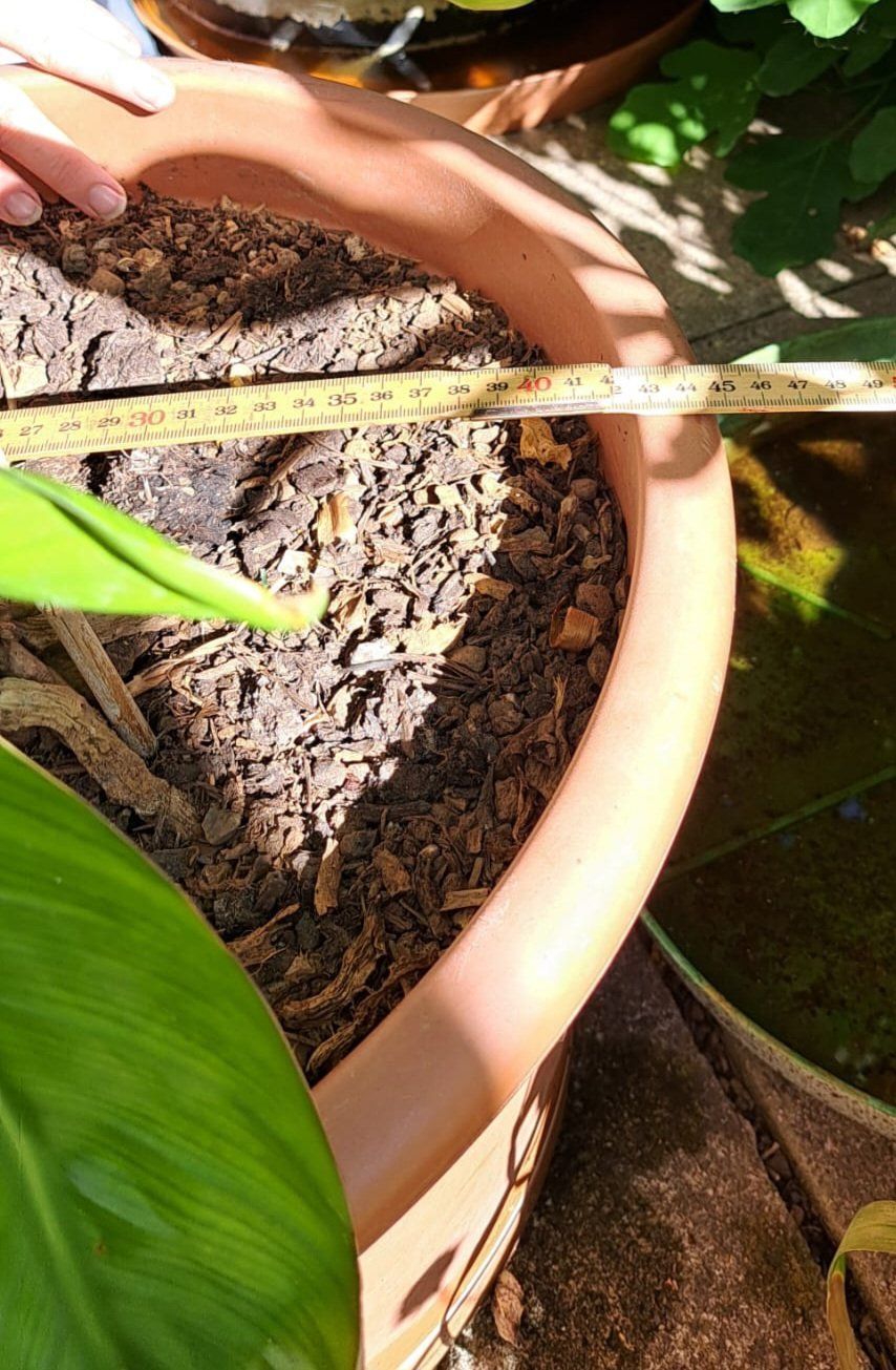 Piante & sementi: Strelitzia - Paradiesvogelblume – Usato da Oberentfelden venduto da Myri13 4