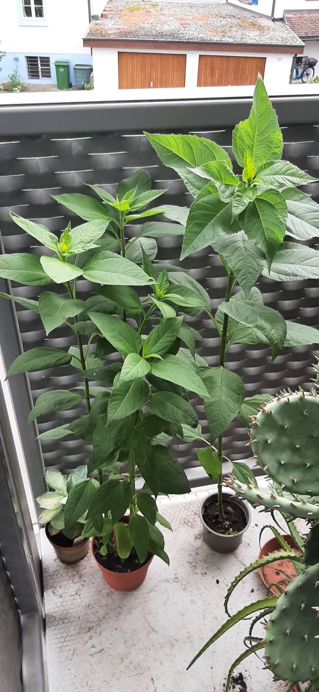 Piante & sementi: Essbare Knollen-Sonnenblume Winterhart – Nuovo e nell'imballaggio originale da Kreuzlingen venduto da Vwpassat6 4