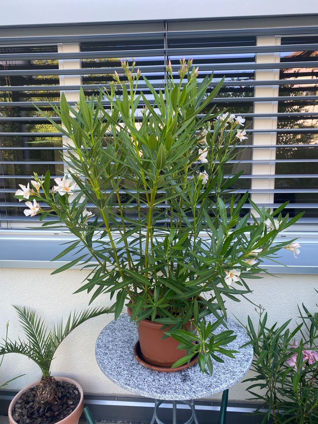 Plantes & graines: Oleander gelb, 105 cm – Neuf (Voir description) à Alchenflüh par smart- 3