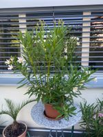 Oleander gelb, 100 cm