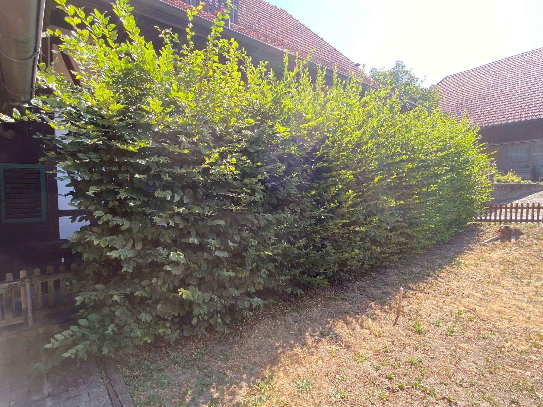 Pflanzen & Samen: hecke / sichtschutz / buche / laub – Gebraucht aus mühleberg von Nothelle