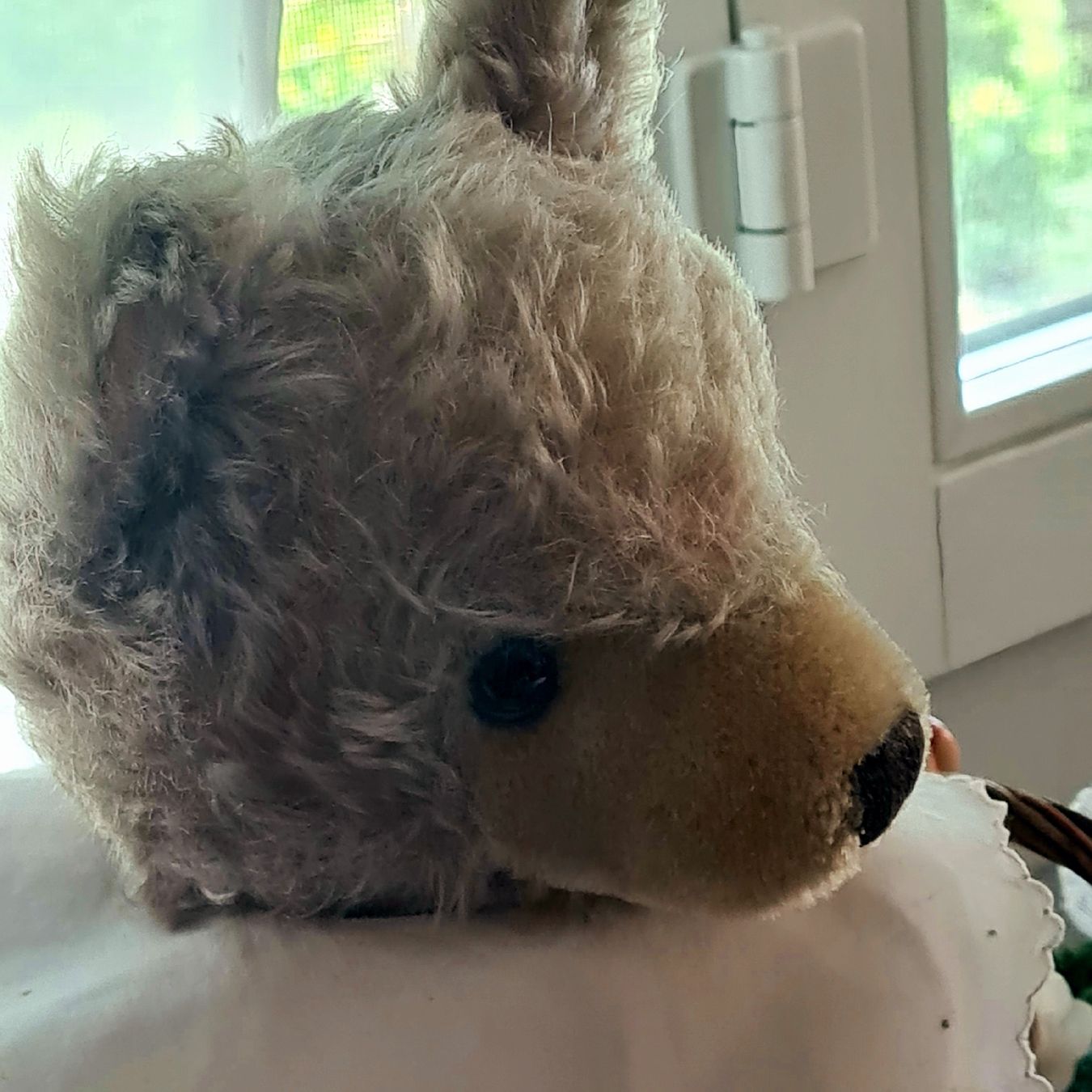 Steiff Giocattoli: STEIFF TEDDY BÄR mit dem kleinen Silberknopf ca.35cm – Usato da Siebnen venduto da annigannig 3