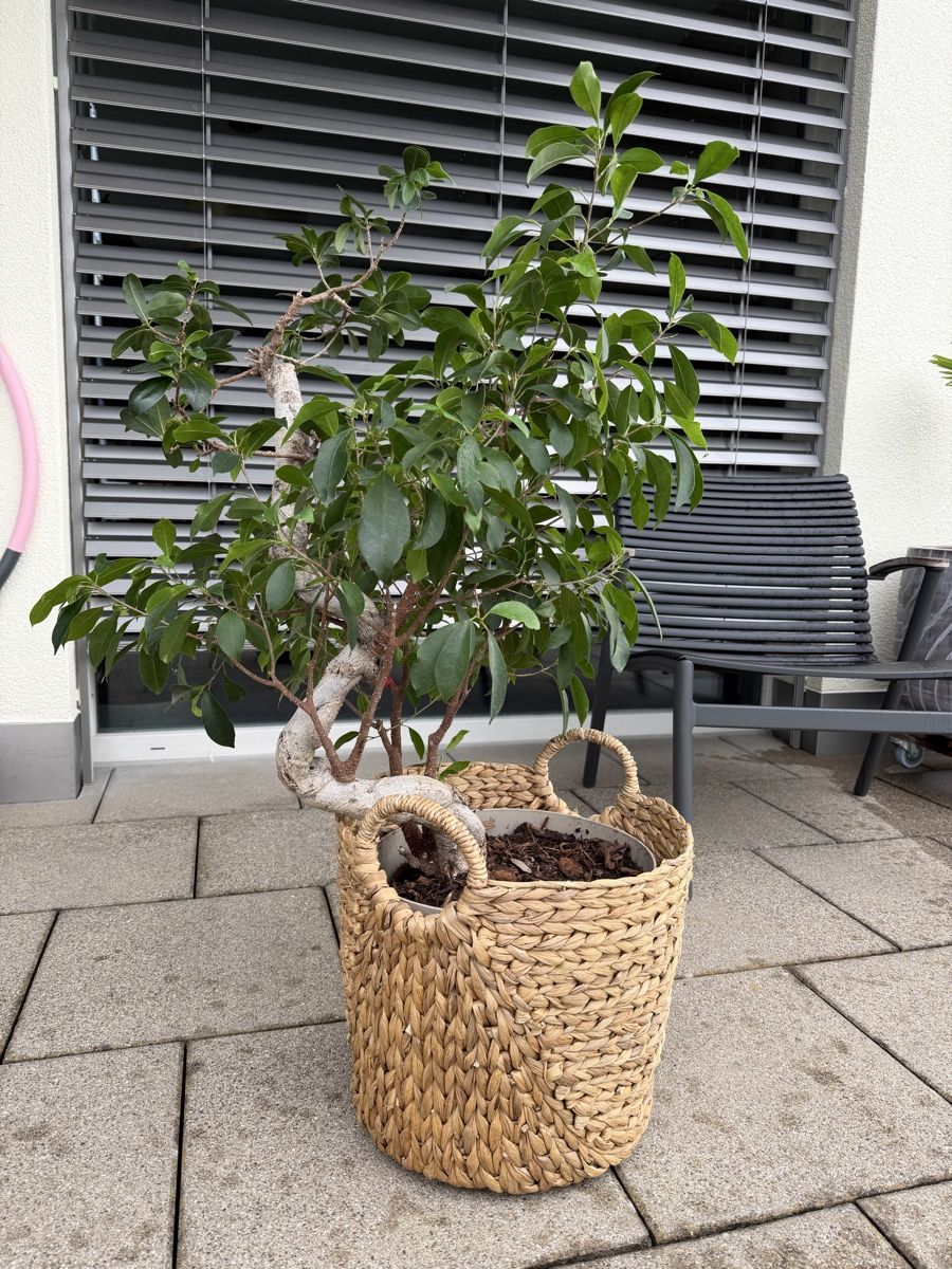 Piante & sementi: Bonsai Ficus 🪴  – Usato da Brunnen venduto da keusch19 2