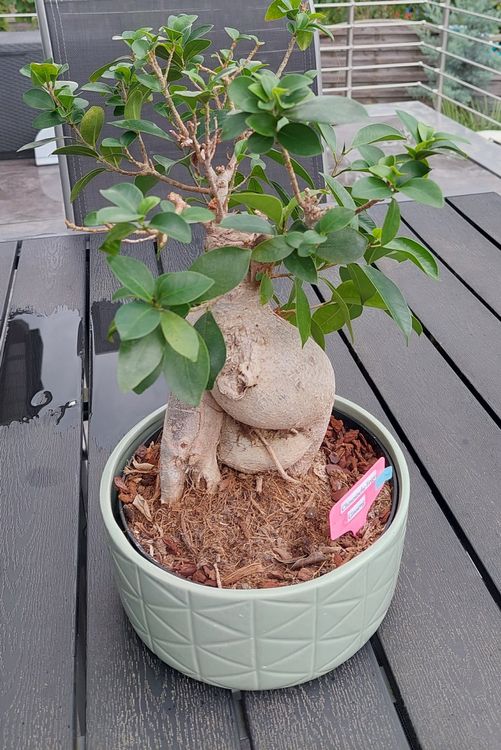 Bonsai Ginseng Kaufen auf Ricardo