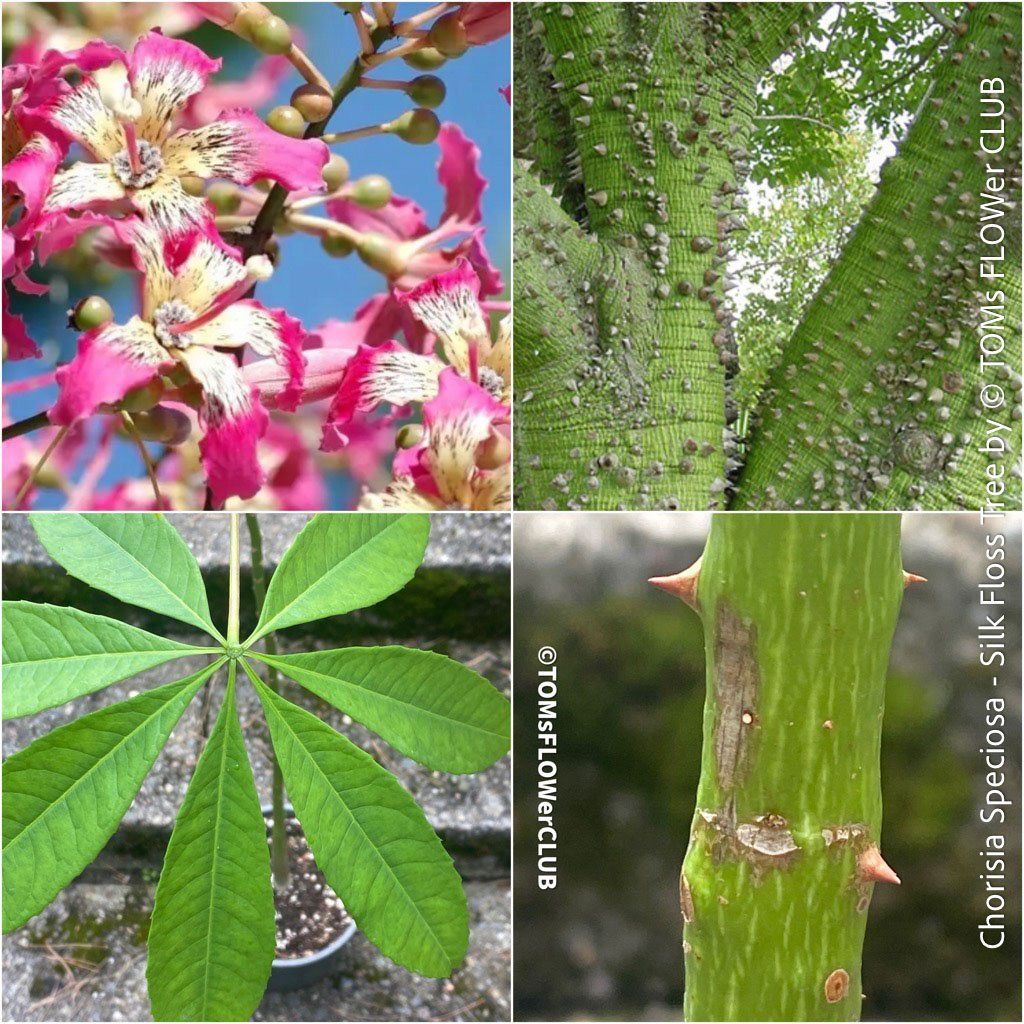 Piante & sementi: Chorisia Speciosa - einzigartiger 120cm Seidenbaum Bäumchen – Nuovo e nell'imballaggio originale da Adliswil venduto da astom369