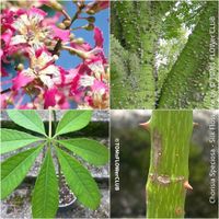 Chorisia Speciosa - einzigartiger 120cm Seidenbaum Bäumchen