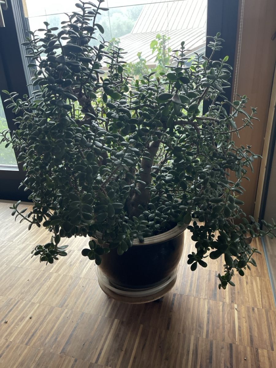 Plantes & graines: Zimmerpflanze, Geldbaum – D'occasion à Aettenschwil par Fumia