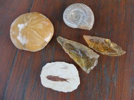 Fossilien fossil Sammlung Ammonit Versteinerung