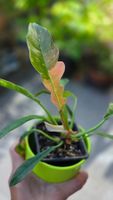 Philodendron Ring of Fire💫🔥