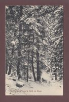 ST. CERGUE - Dans la forêt en hiver - 1910