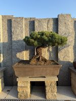 Wunderschöner, alter Bonsai Baum für den Garten!