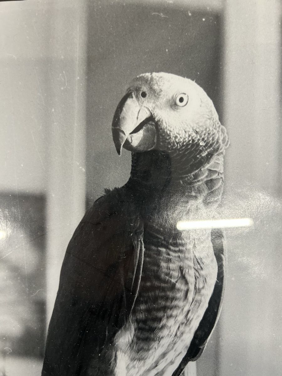 Foto & Immagini: Foto von einem Papagei hinter Glas – Usato da Zürich venduto da BashasBrockenhaus 2