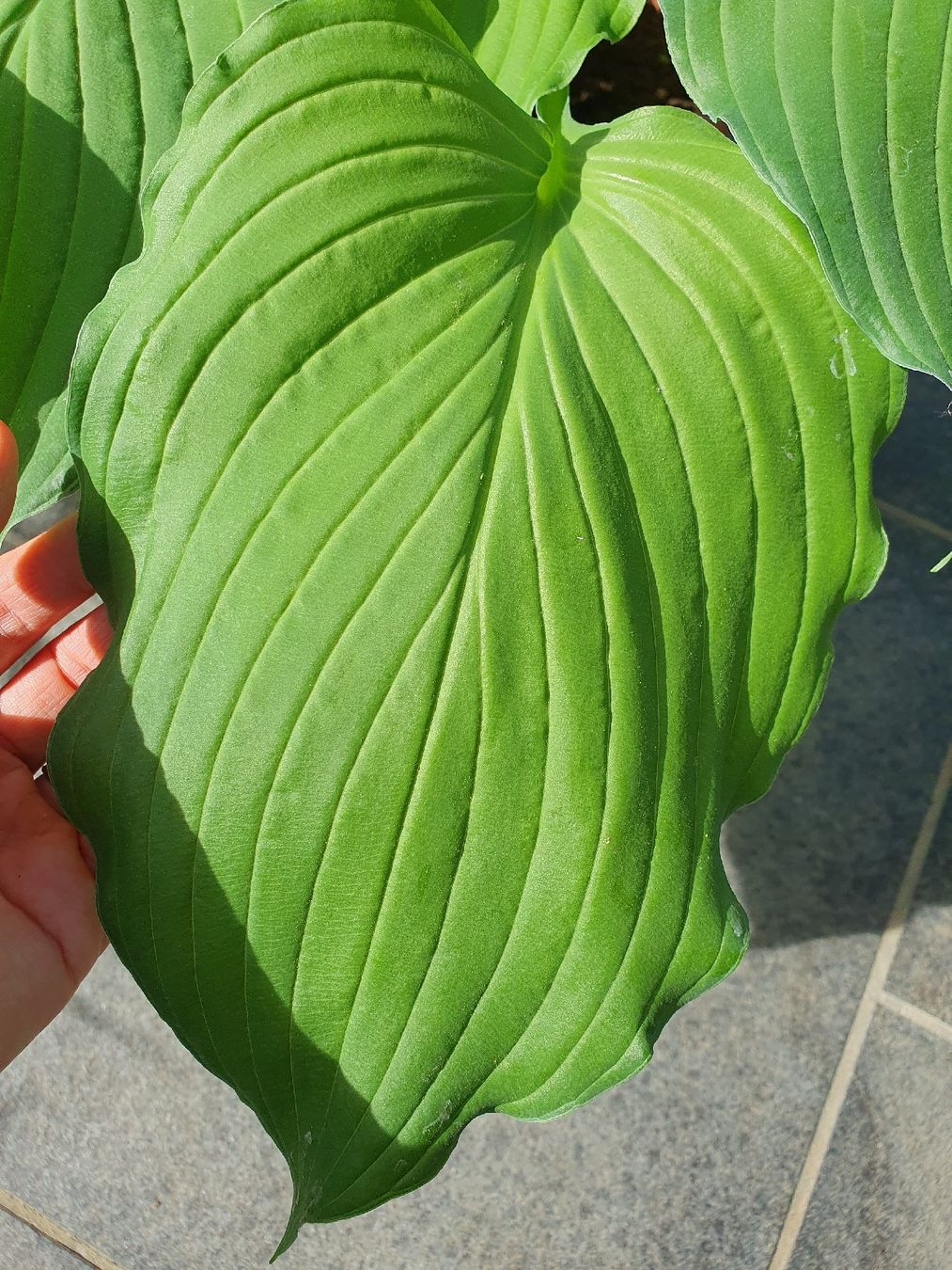 Piante & sementi: Hosta / Funkie – Usato da Erlinsbach SO venduto da Lea030