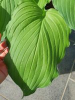Hosta / Funkie