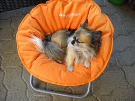 Hunde Katzen Liegestuhl bis 15 kg Belastbarkeit Fabrikneu