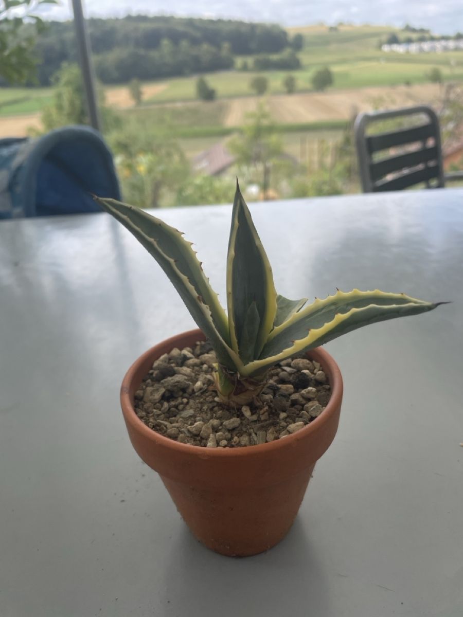 Plantes & graines: Agave Americana – D'occasion à Ersigen par daniel0236