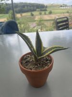 Agave Americana