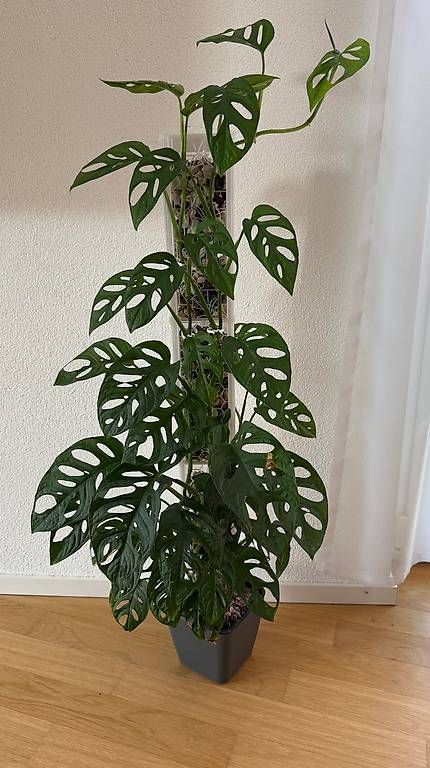 Pflanzen & Samen: Grosse Monstera Adansonii, 90cm, am Mosspole – Neu und originalverpackt aus Aadorf von Arkabraa
