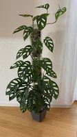 Grosse Monstera Adansonii, 90cm, am Mosspole