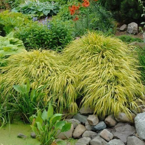 Piante & sementi: Herbe du Japon 'All gold' 2x – Nuovo (secondo la descrizione) da Bremblens venduto da FIBONACCI369 1