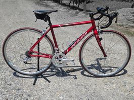 Rennvelo Specialized Dolce Comp