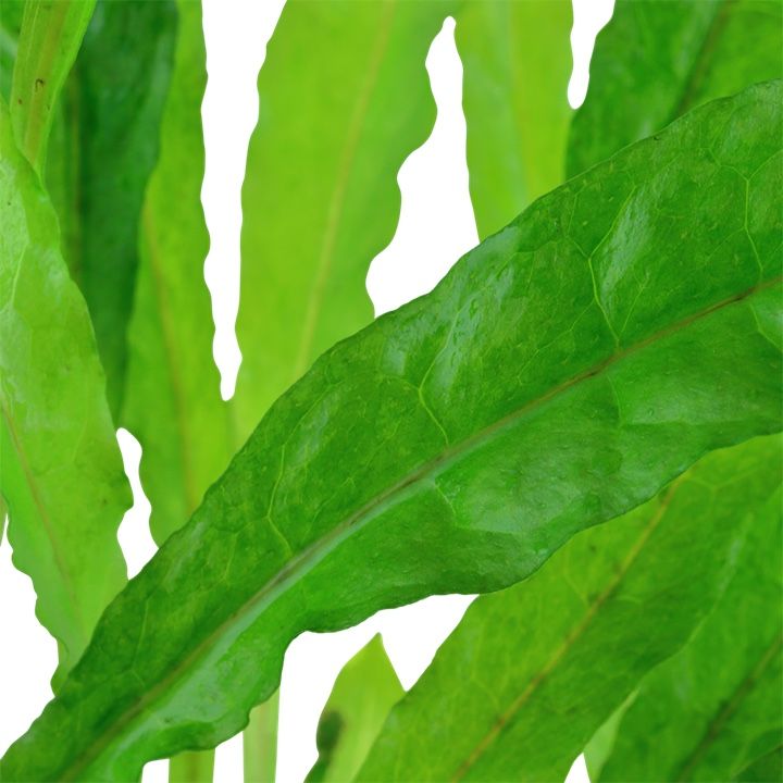 Piante & sementi: Aquarium Pflanzen Microsorum pteropus – Nuovo e nell'imballaggio originale da Dulliken venduto da miggu40 1