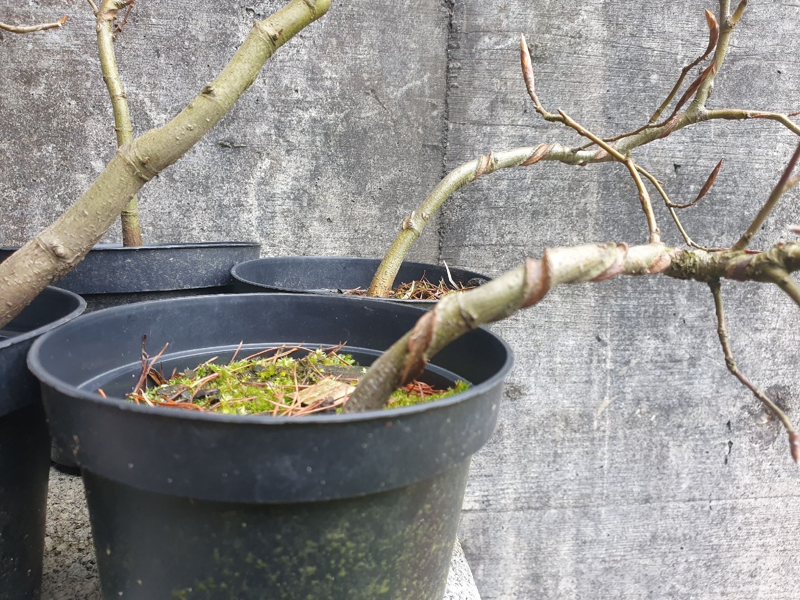 Bonsai Jungpflanzen Fagus sylvatica (Gebraucht) in Adligenswil fr CHF 27   nur Abholung auf Ricardo kaufen