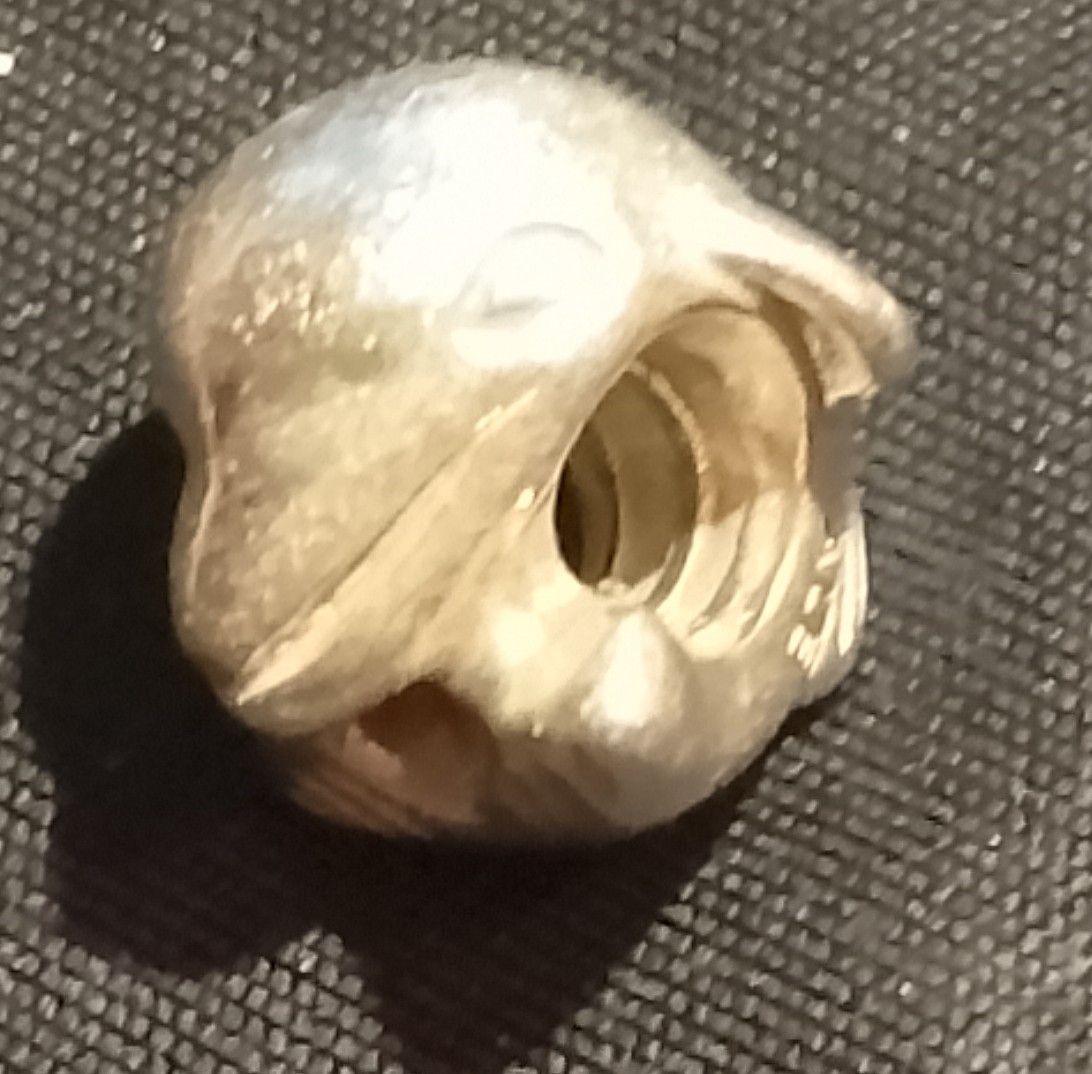 Pandora Anhänger: Pandora Charm Dolphin – Gebraucht aus Therwil von col_m6rx 1