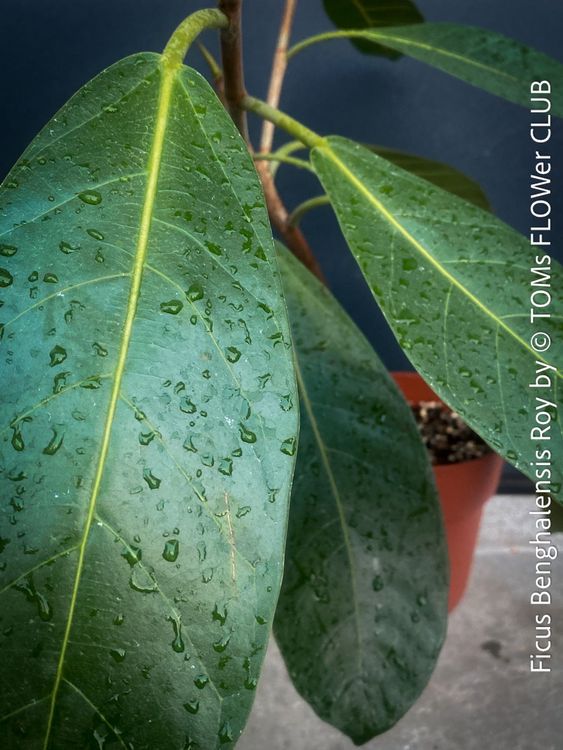 Ficus Benghalensis Roy - Banyan Ficus - top robust (Neu und ...