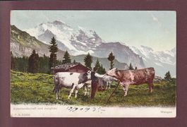 Alpenlandschaft - JUNGFRAU - Kühe - 1905 CPN
