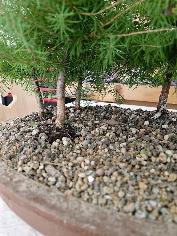 Pflanzen & Samen: Bonsai-Wald – Gebraucht aus Oberuzwil von Drechselfaesi 2