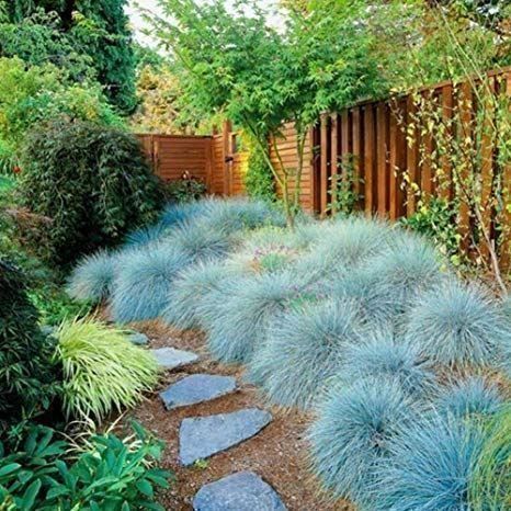 Piante & sementi: Fétuque bleue 20g – Nuovo (secondo la descrizione) da Bremblens venduto da FIBONACCI369