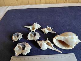 7x Muschel Sammlung – Deko, Basteln, Sammeln 🐚 