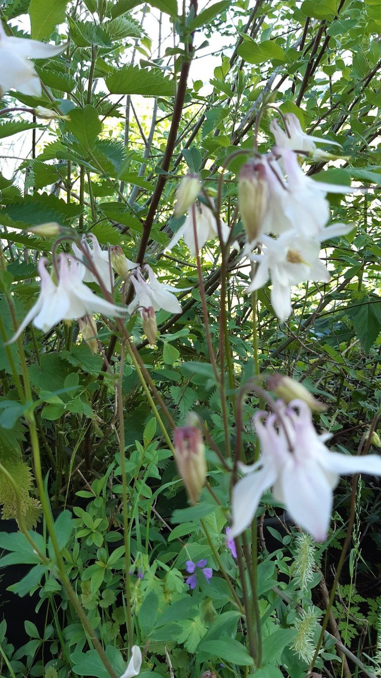 Pflanzen & Samen: 10 Akeleie samen aus bio garten – Neu (gemäss Beschreibung) aus Ibach von chaemilochhobbygarte 6